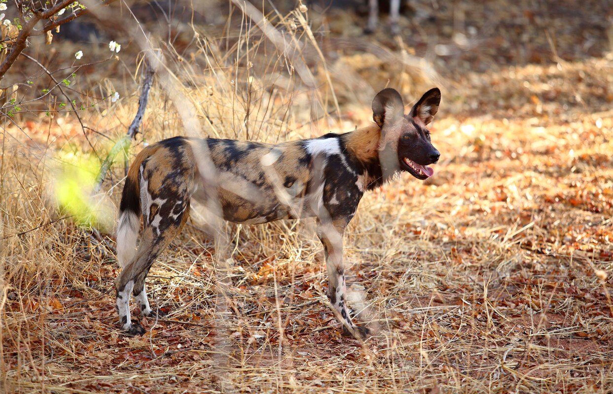 Wild Dog in Ruaha National Park