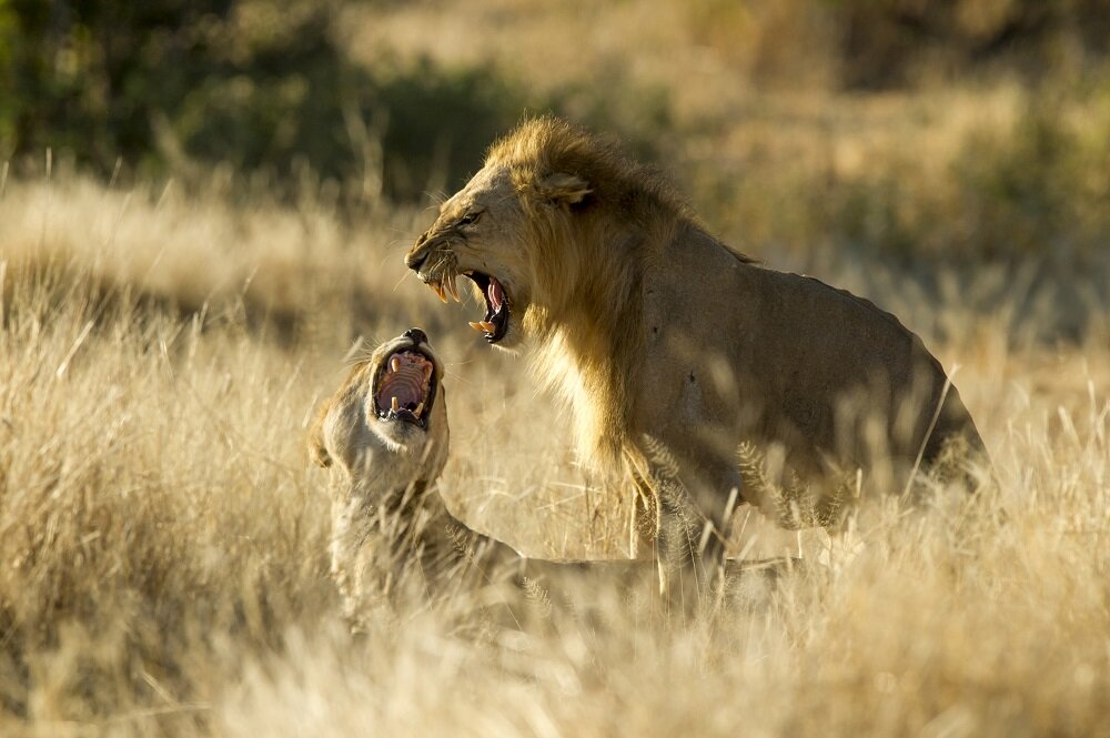 Lions in Ruaha National Park