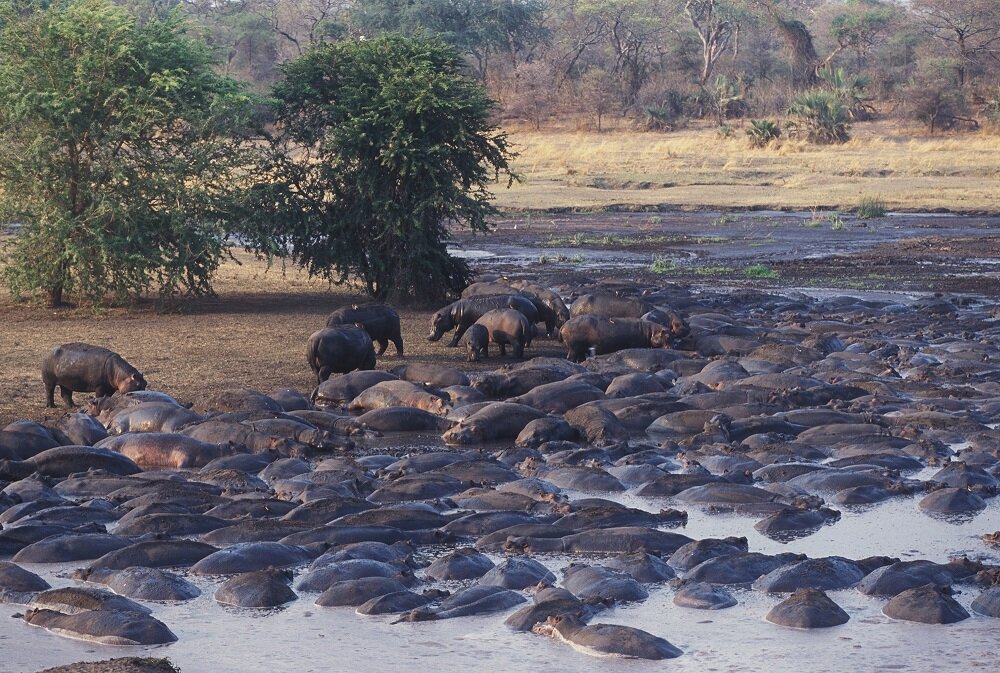 Hippos in Katavi