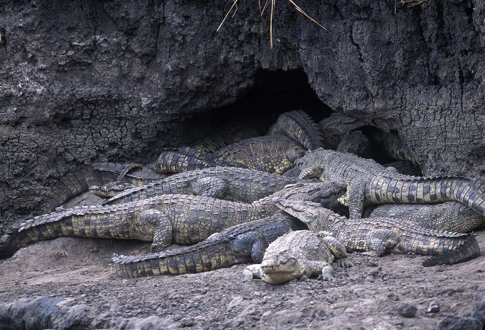 Crocodiles in Katavi