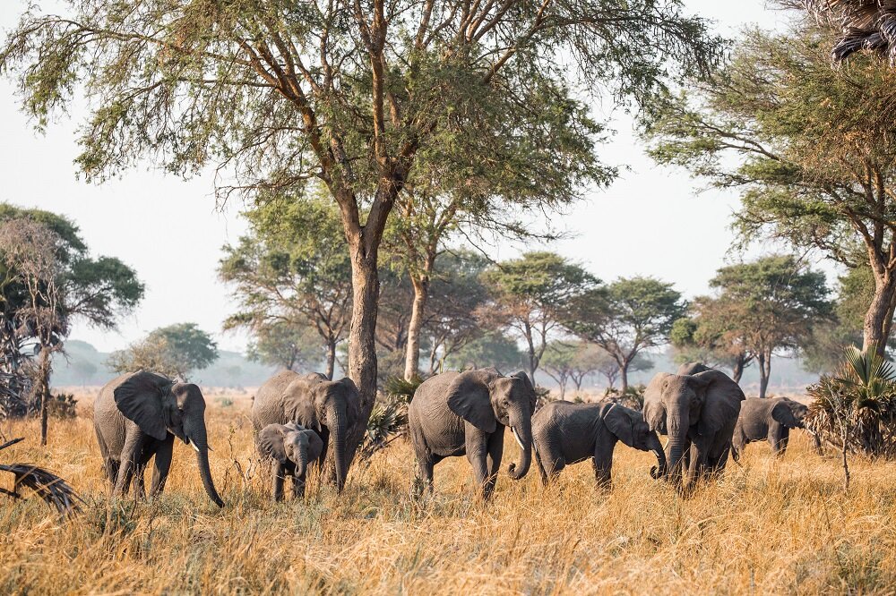 Elephants in Katavi National Park (Copy)