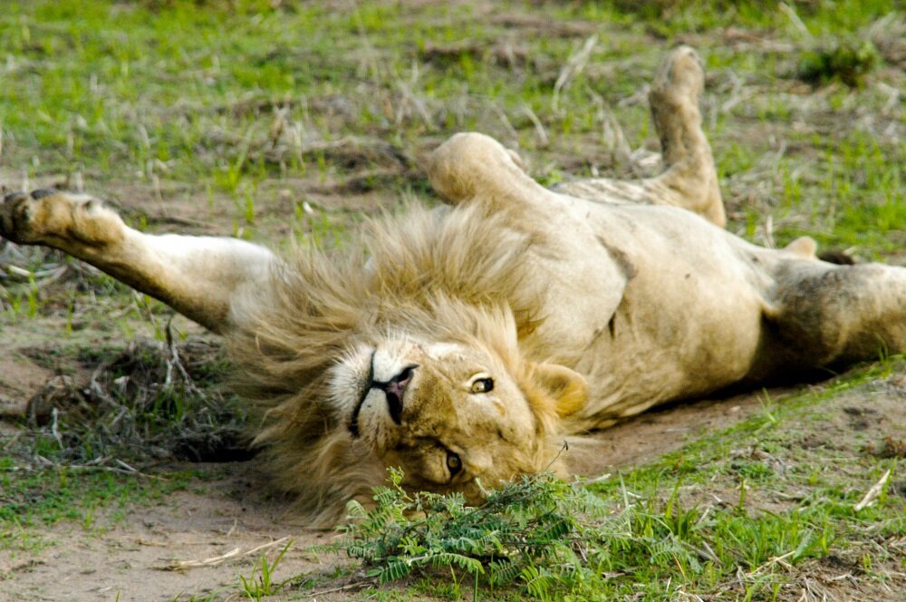 Lion in Katavi National Park (Copy)