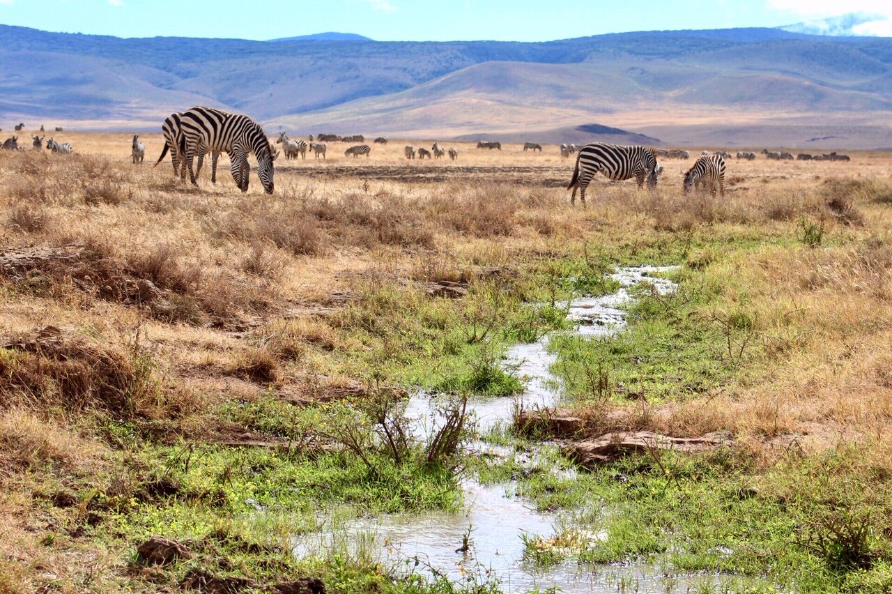 Wildlife in Ngorongoro Crater