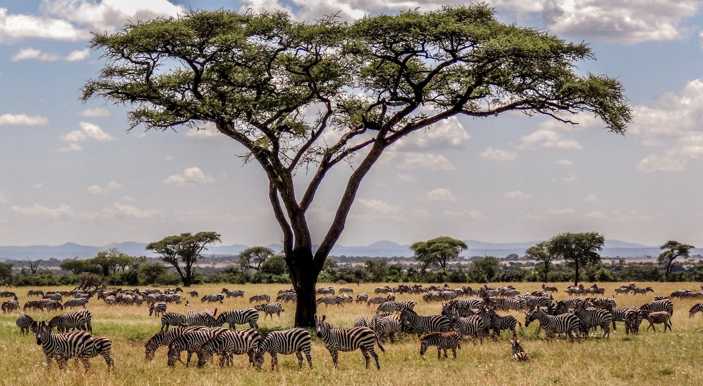 Wildlife in the Serengeti