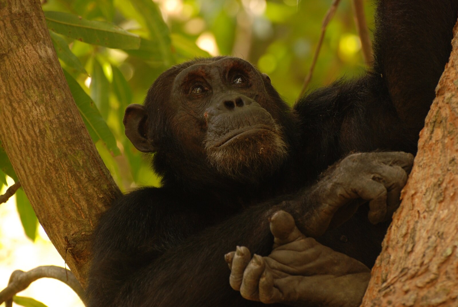 Gombe Chimpanzee.jpg