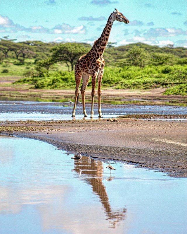 With their long, swaying necks, distinctive pattern on their furry coats and those endless spindly legs, giraffes are some very odd-looking creatures when you really think about it. But we love them &ndash; and that&rsquo;s why they&rsquo;ve got a da
