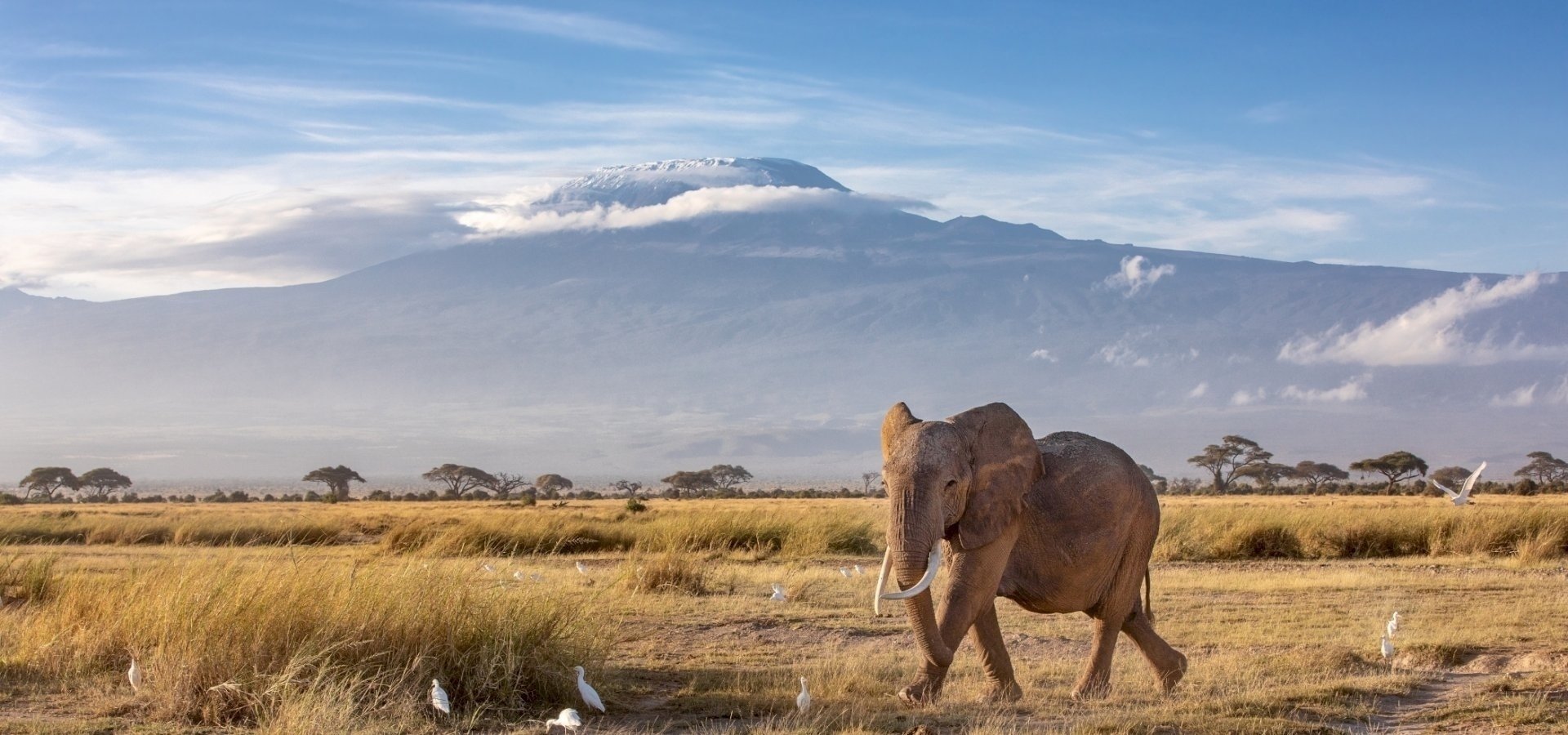 Elephant Kilimanjaro.jpg