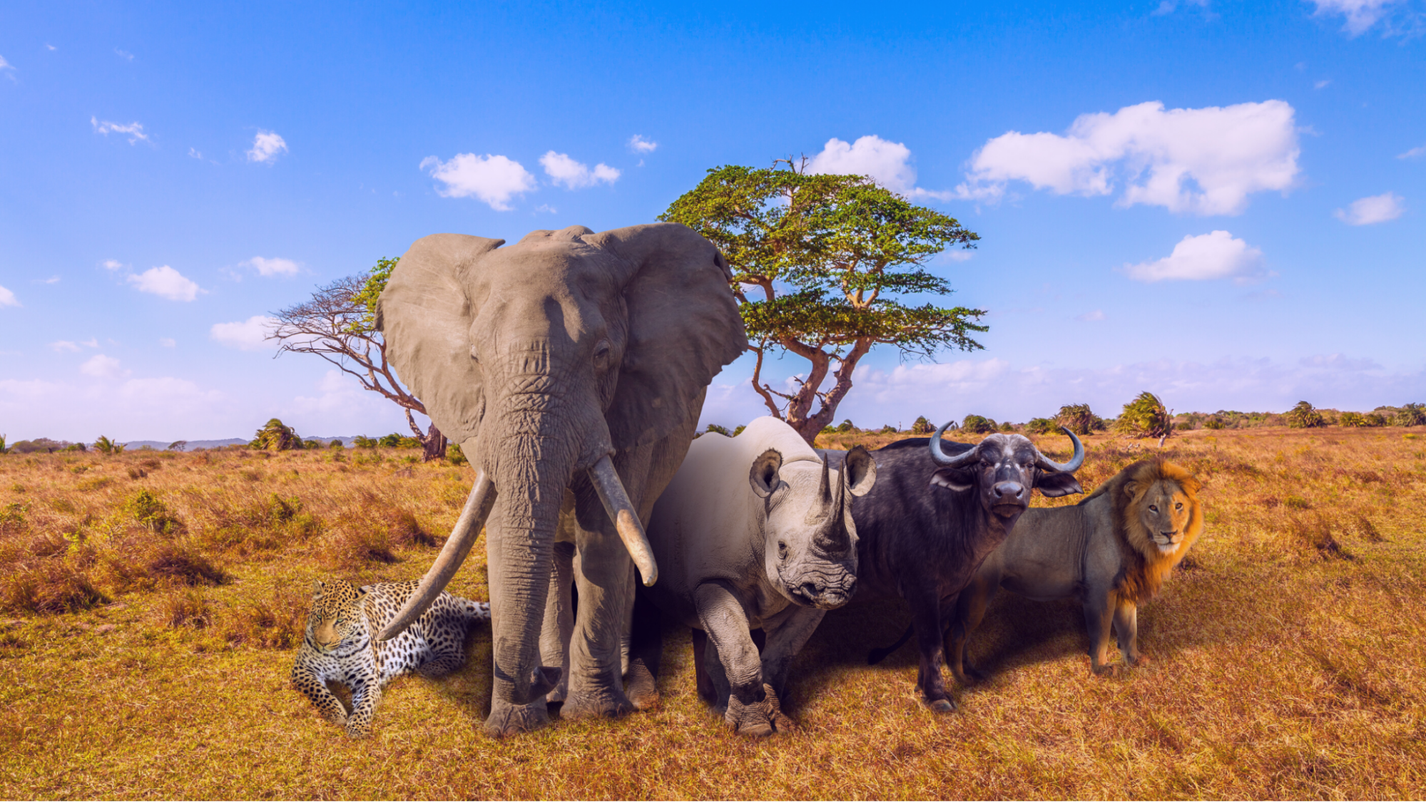 Носороги буйволы слоны обитают. Сафари Африканская пятерка. Big 5 Африка. Большая Африканская пятерка животных. Большая Африканская пятерка слон.