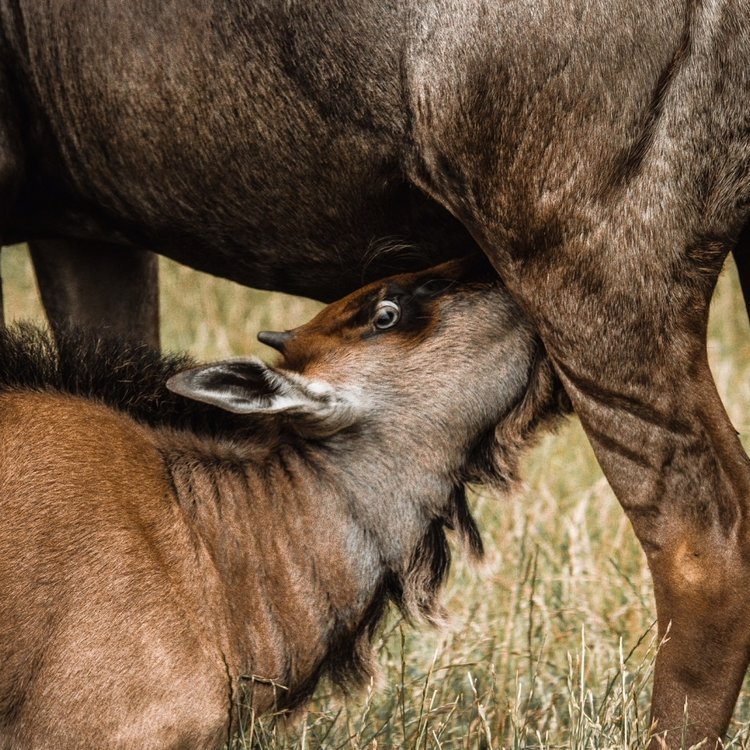 Wildebeest+Calf.jpeg