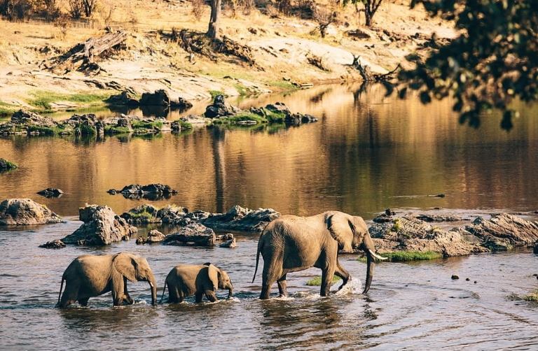 Exploring The Rich Wildlife Of Tanzania A Paradise For Nature exploring-the-rich-wildlife-of-tanzania-a-paradise-for-nature