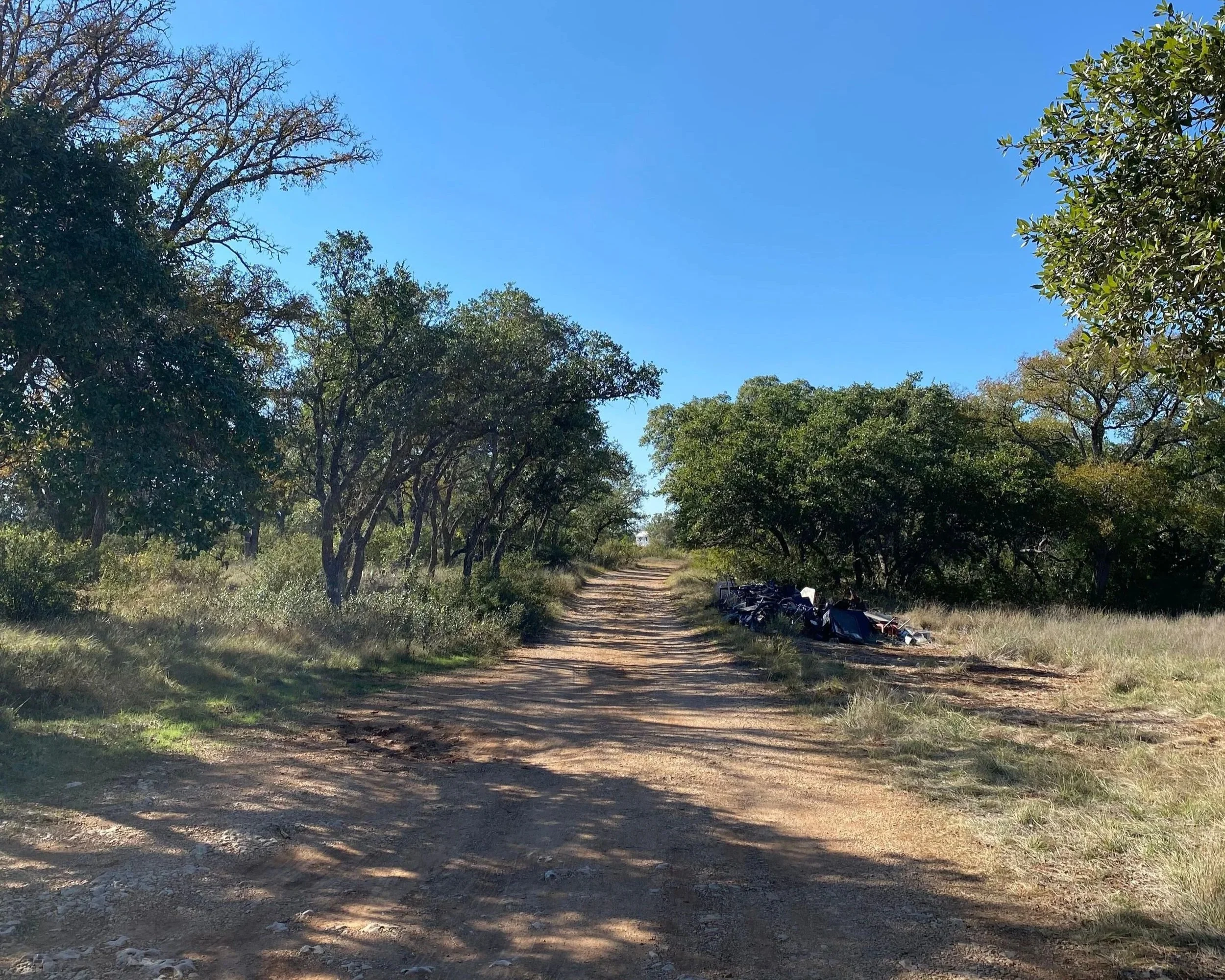 Alicia Thielepape Tree Remediation Project