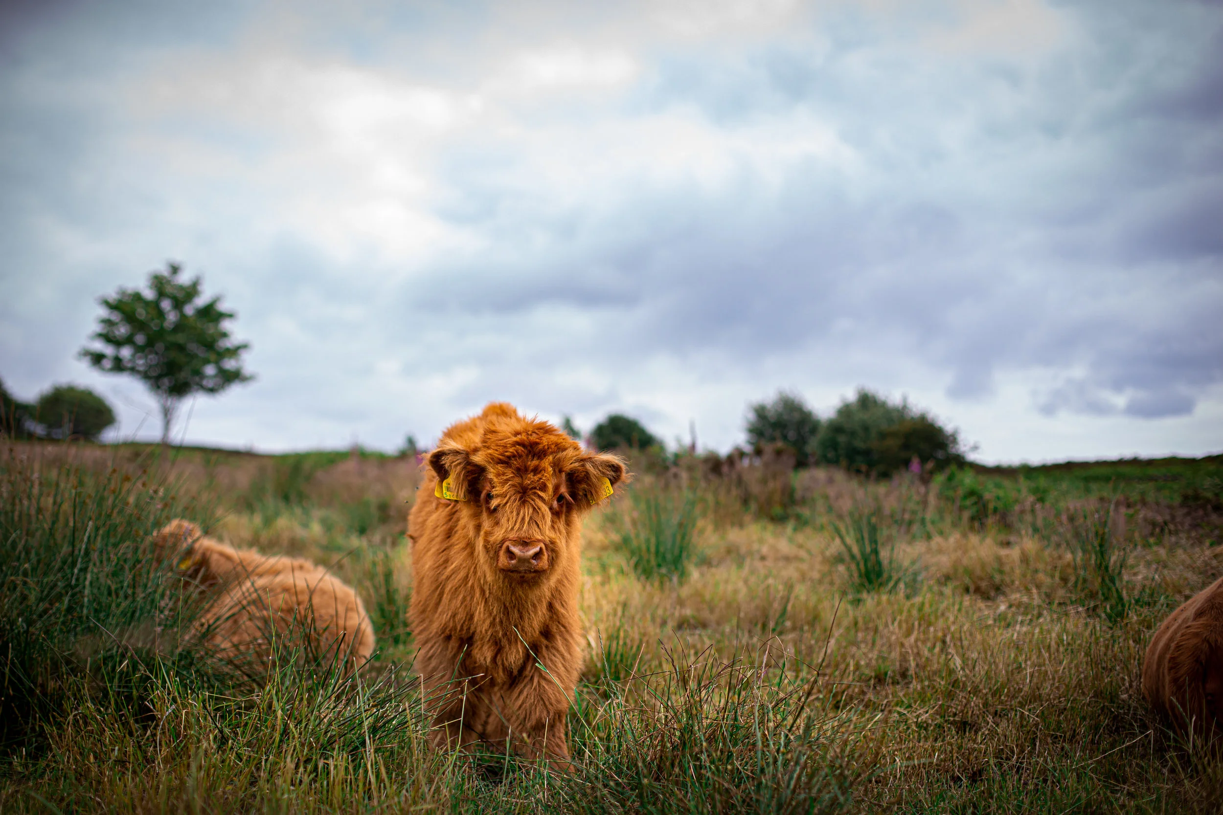 Cows-65.jpg