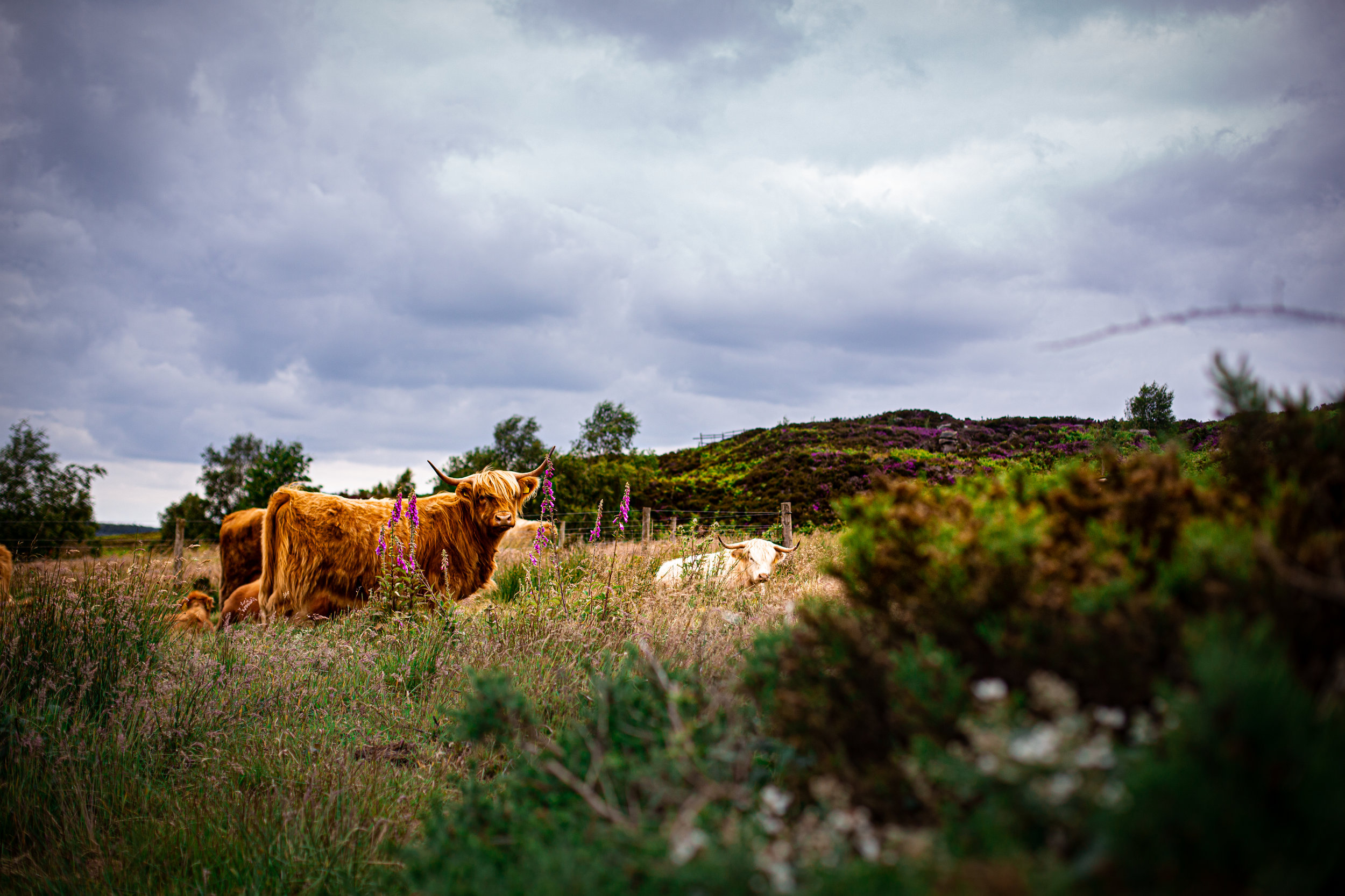 Cows-2.jpg
