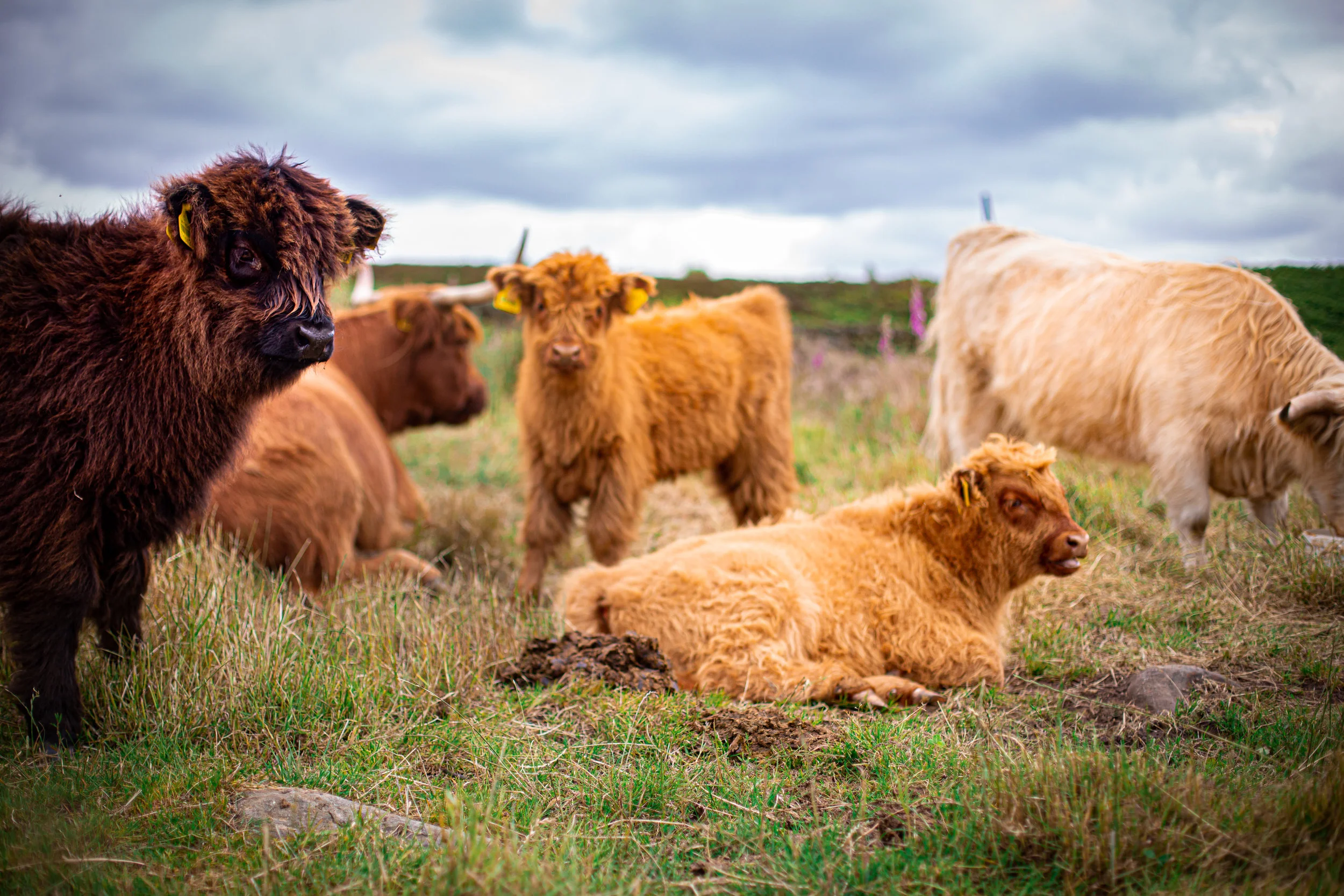 Cows-46-3.jpg