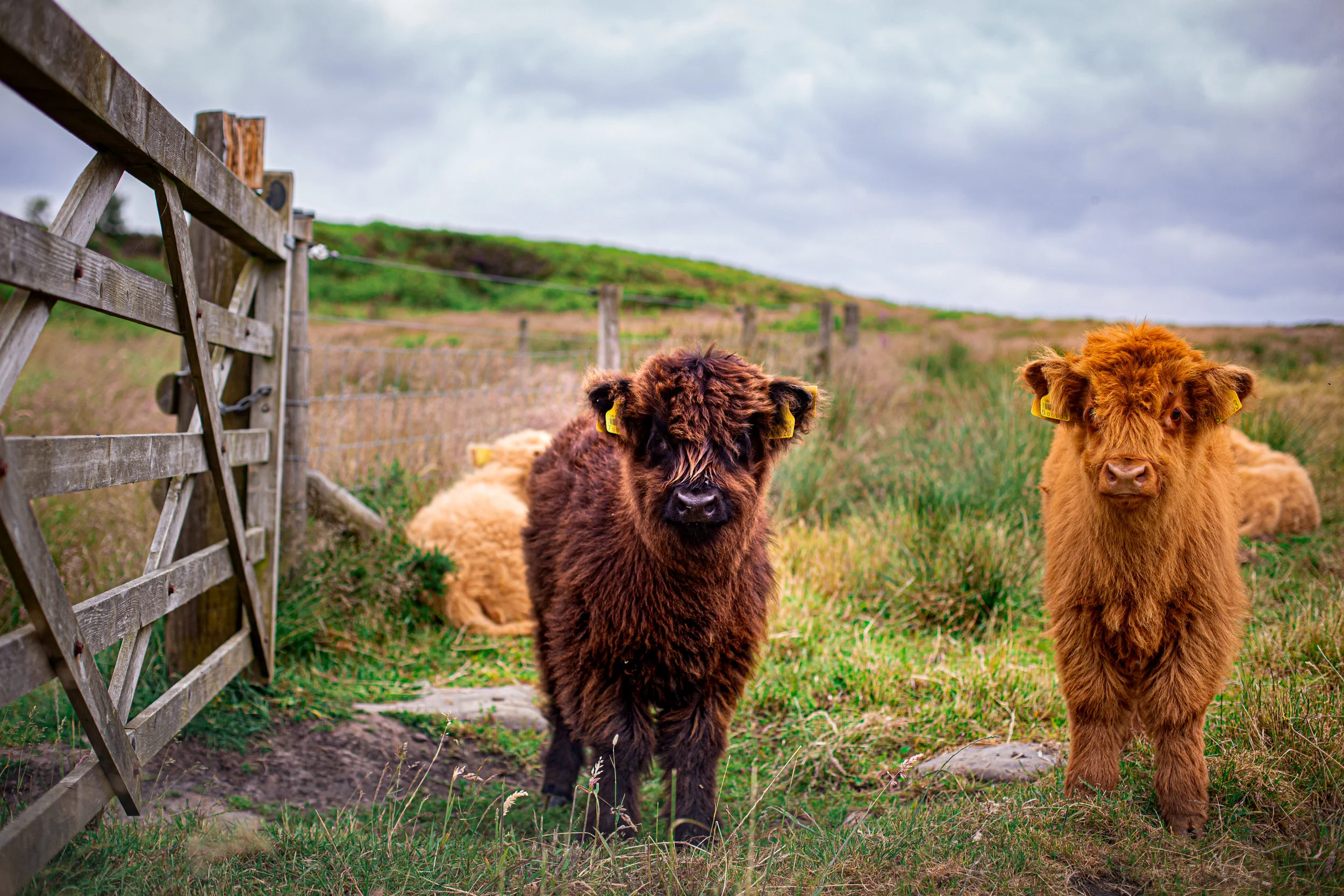 Cows-31.jpg
