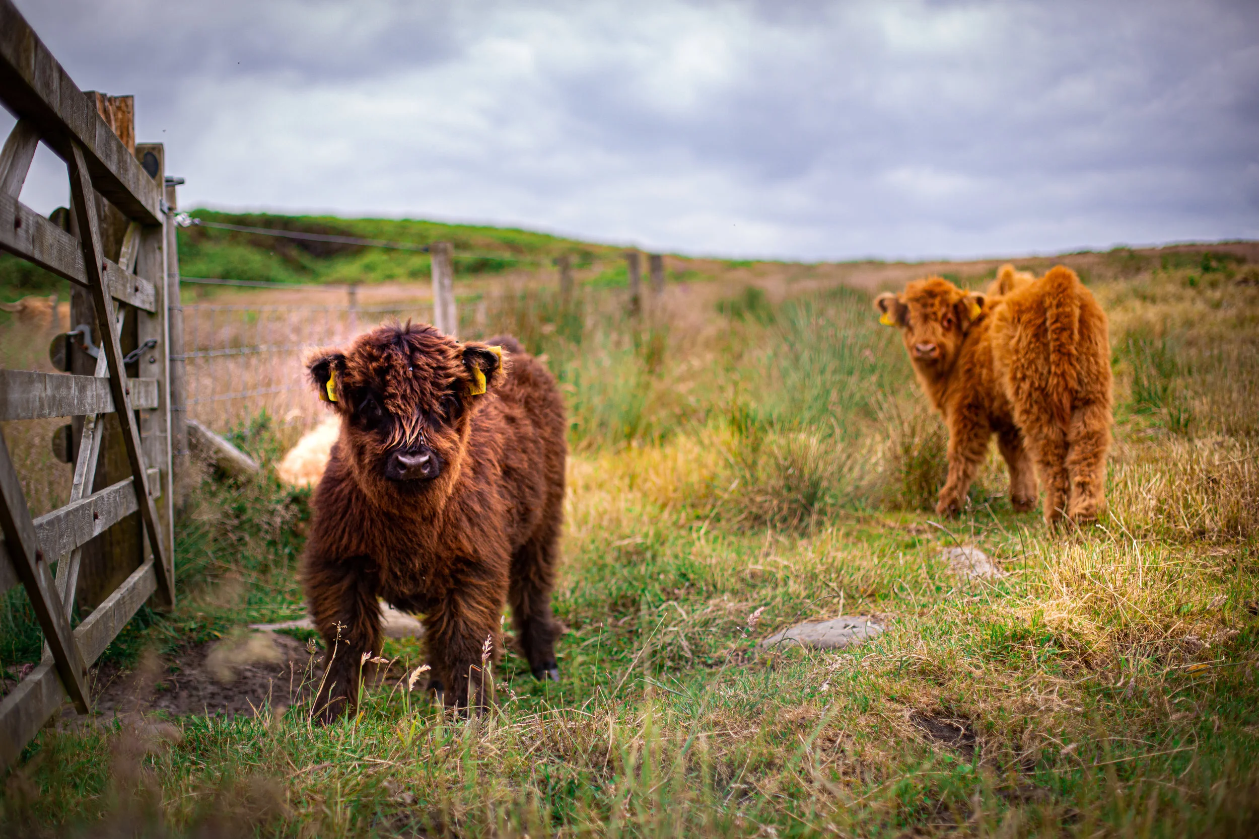 Cows-17.jpg