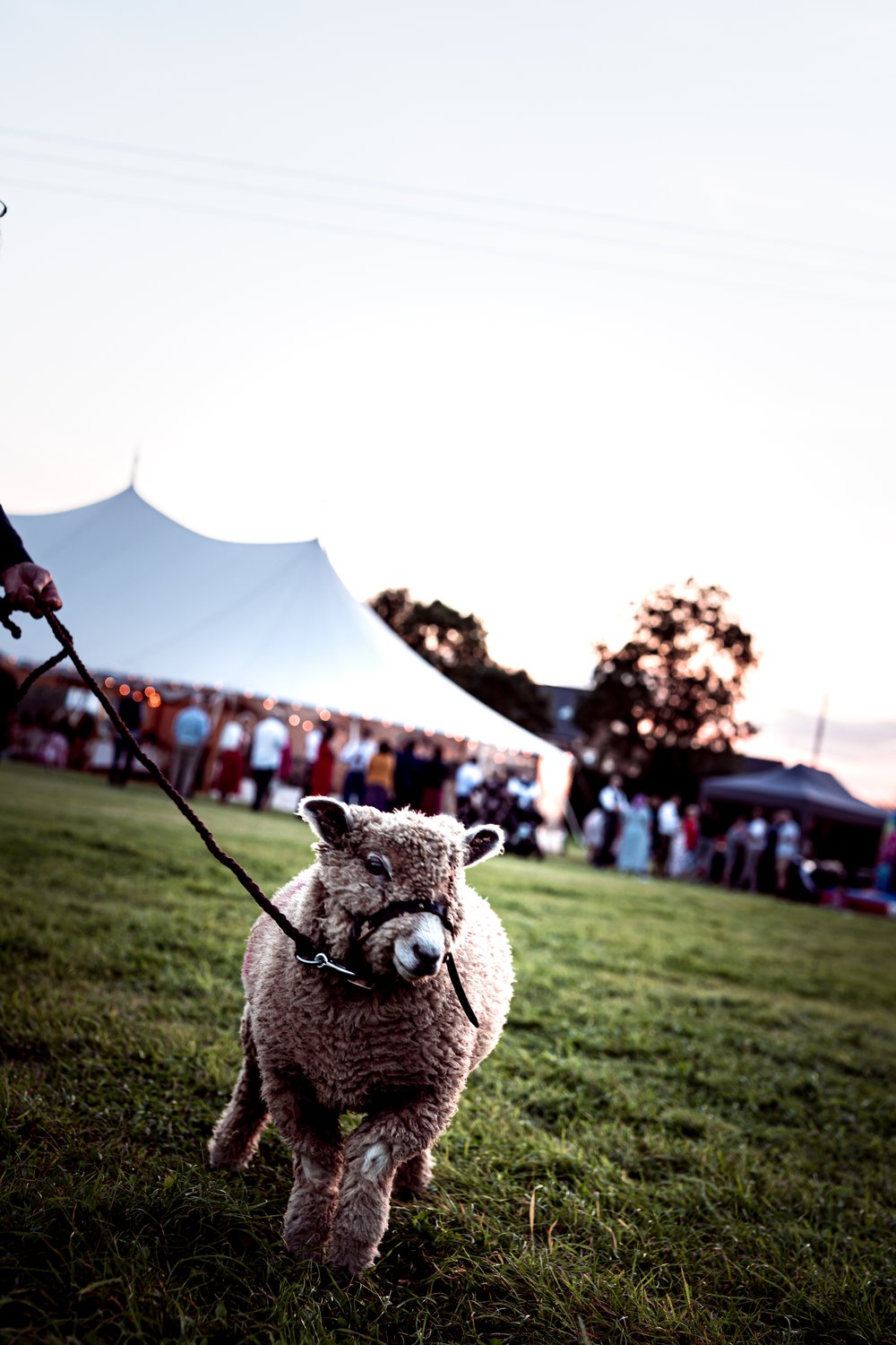 Walker_McCabe Wedding_Photographer Ashtree_Farm Market_Harborough Festival VW Colourful Wedding-45.jpg