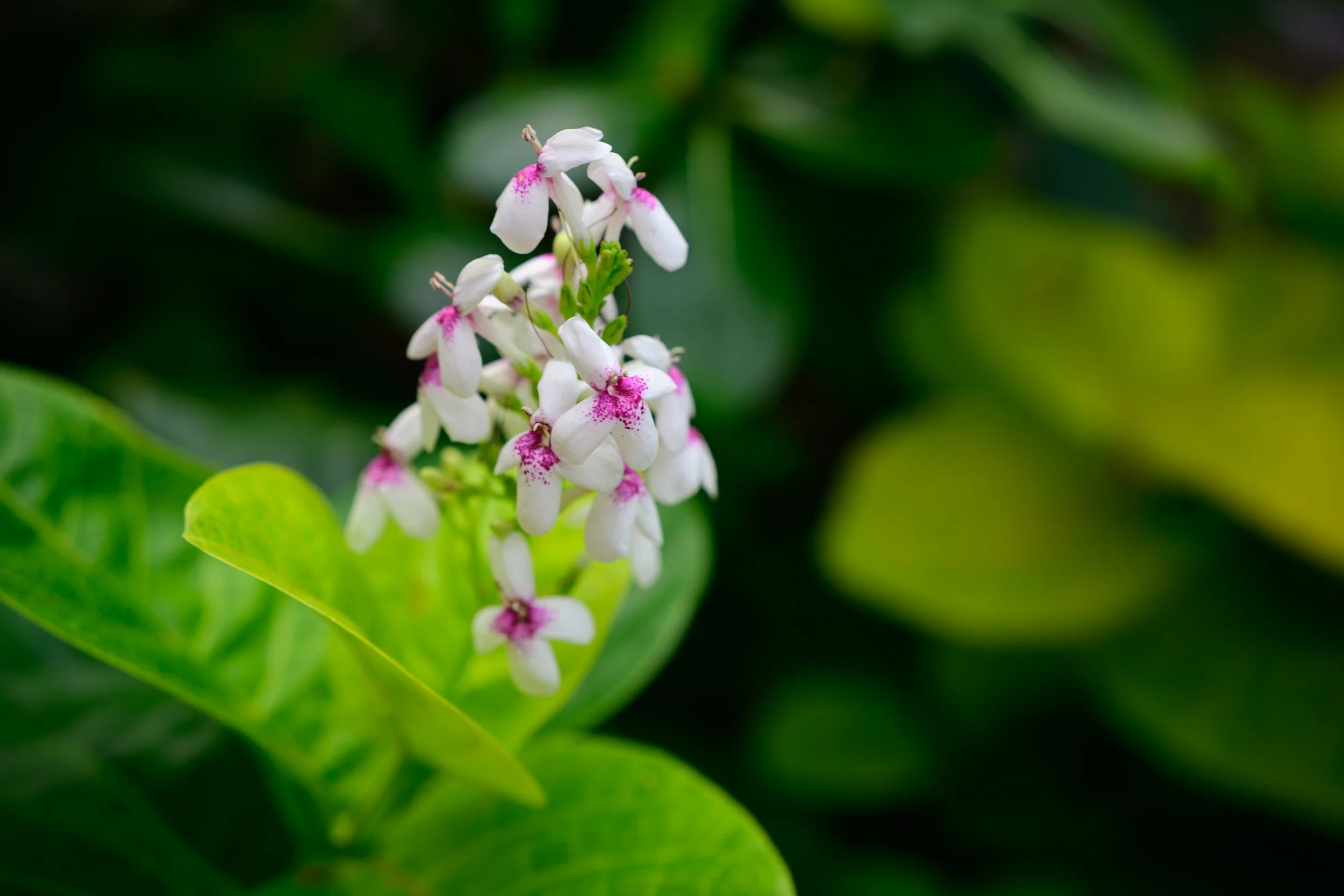 _NZF0771 FE 40mm F2.5 G 40 mm_.jpg