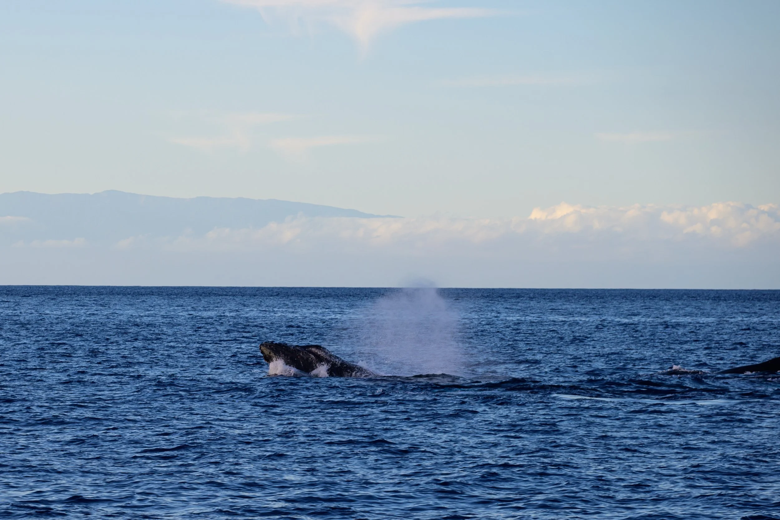 _NZF1598 NIKKOR Z 24-120mm f-4 S 120 mm_.jpg