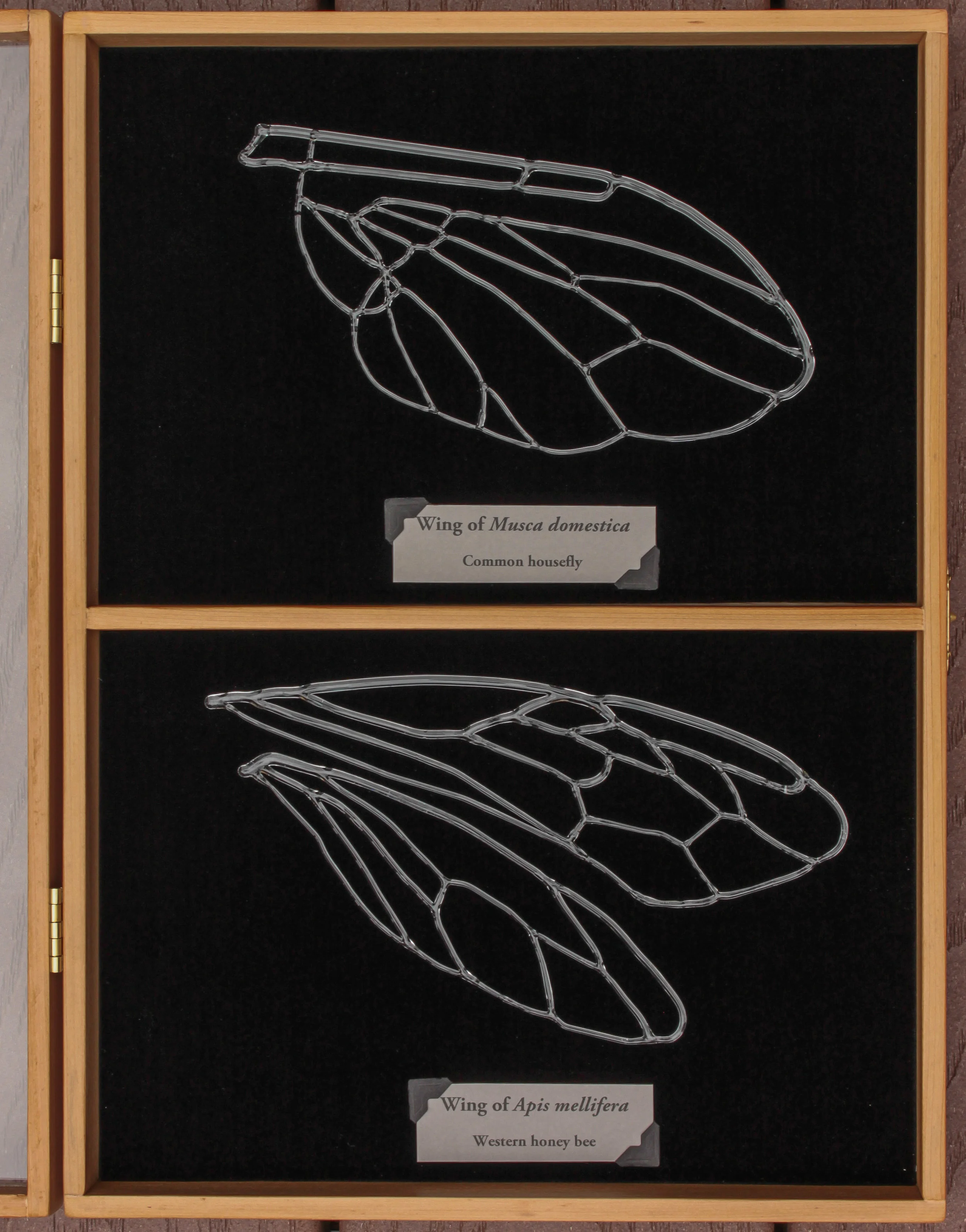 20130621-img_1737-3(rev 0).JPG