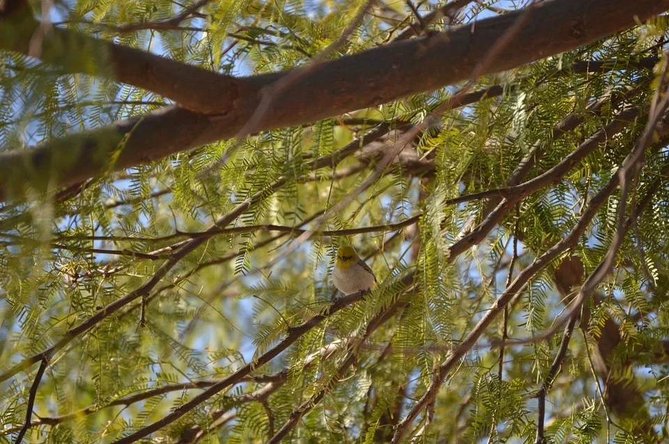 SRP offers free trees. Simply sign up for and attend a workshop.