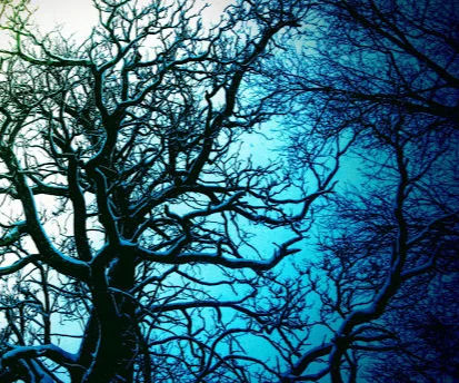 haunted%2Bwinter%2Btree.jpg