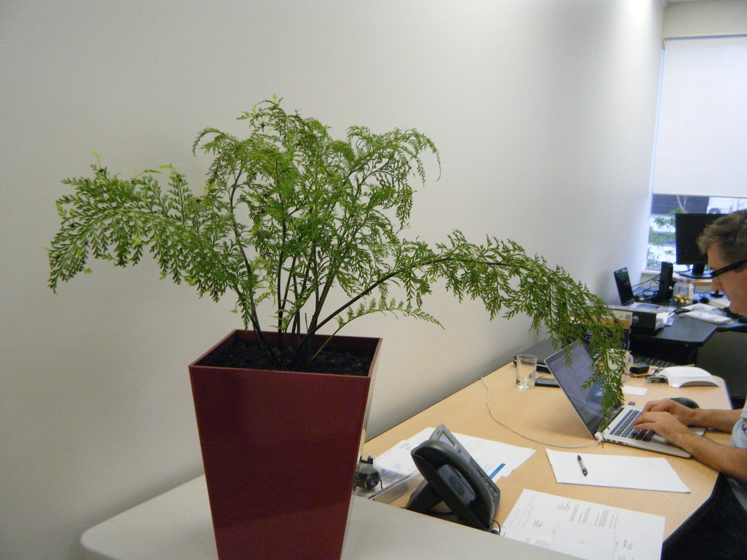 Aspenium bulbiferum-001.JPG