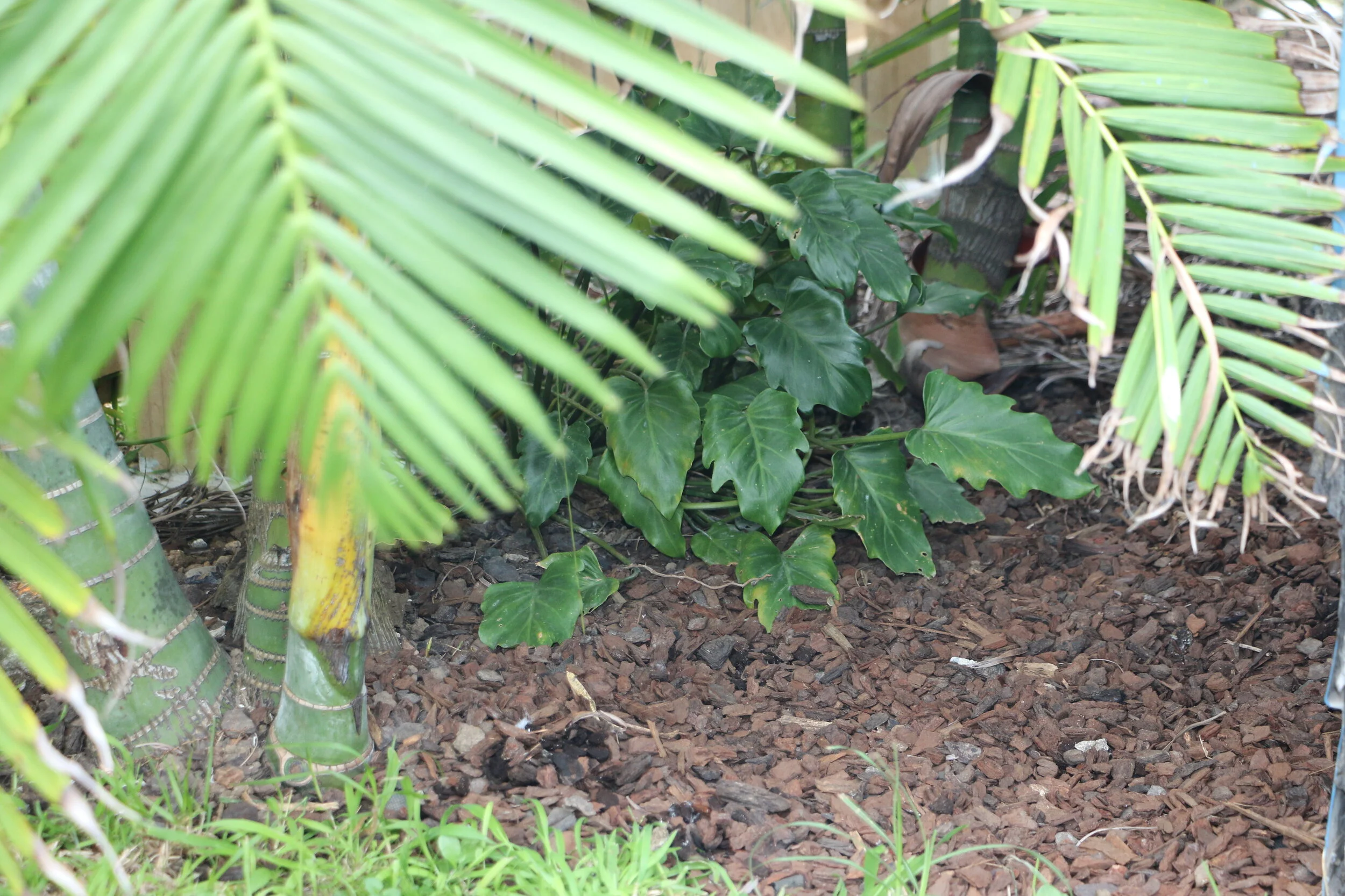 Moving House Plants Outside
