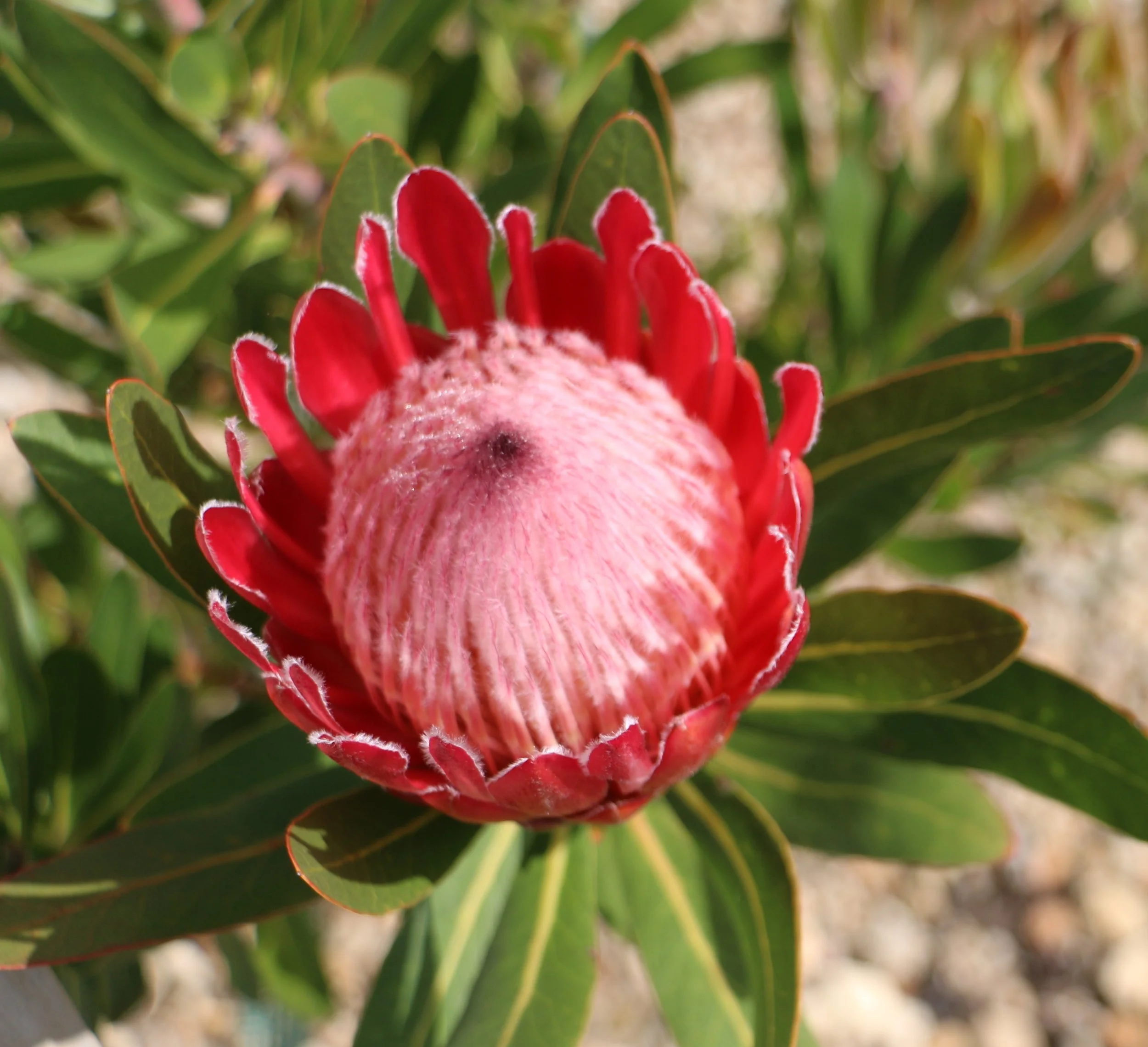 Cropped Protea.JPG