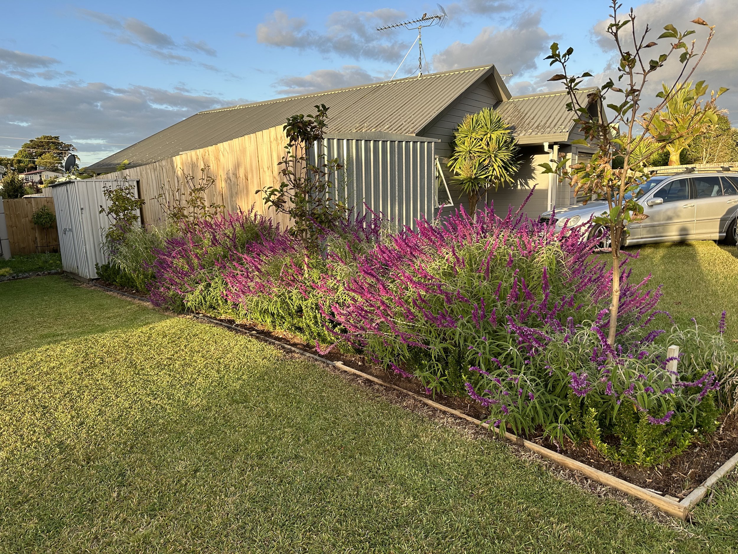 2023-03-24 Salvia at it's best IMG_1120.JPG