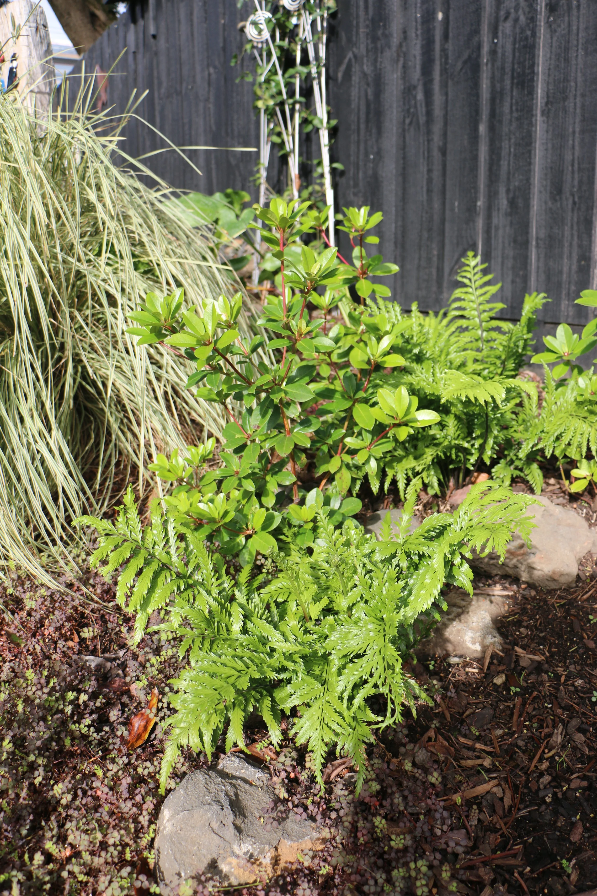 IMG_7618 modified.JPG