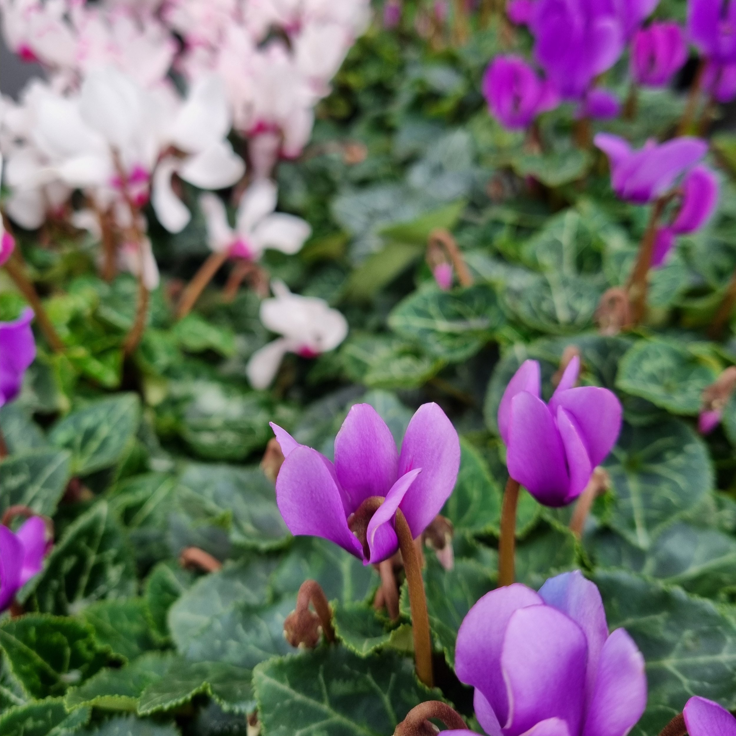 Winter Flowers