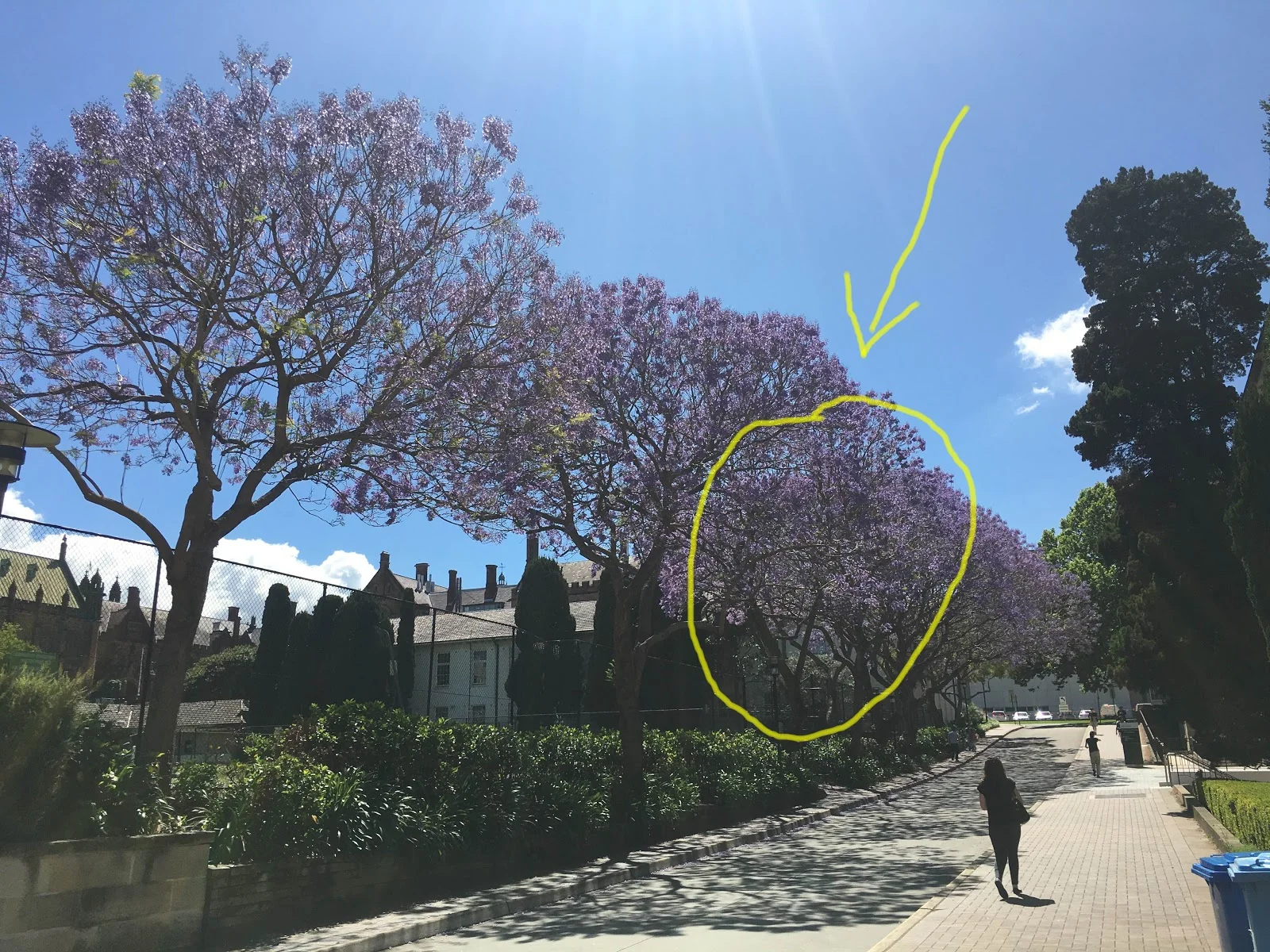 JACARANDA PHYSICS.jpg
