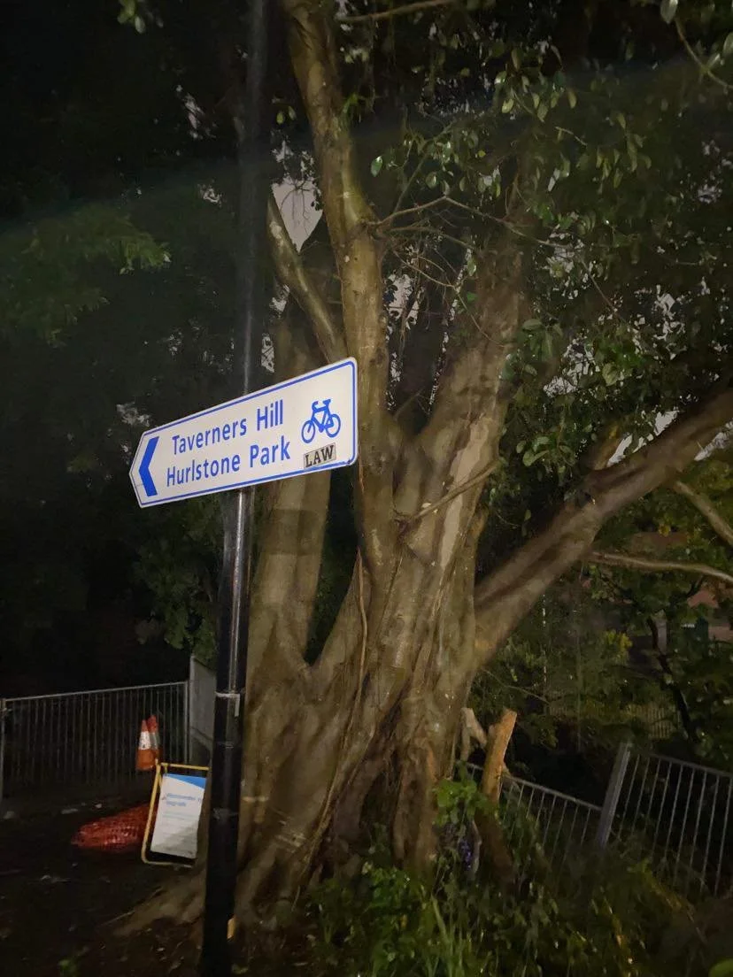 The terrorising Haberfield fig tree