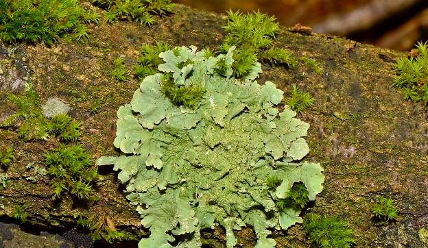 19 Pictures of lichen that give me LIFE