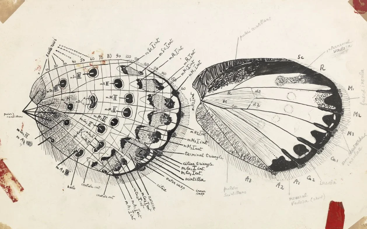 Nabokov and his butterflies