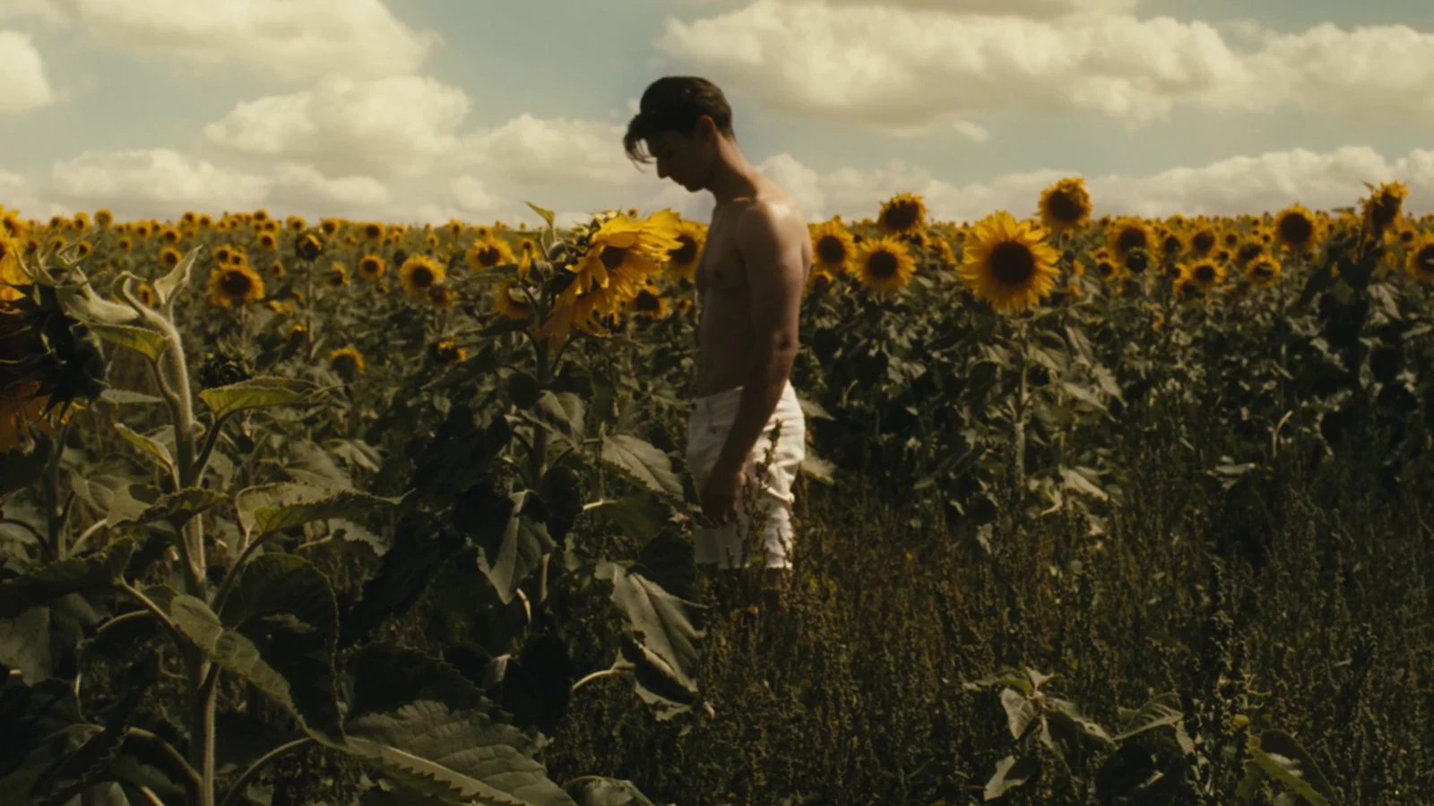 SFF 2023 REVIEW: Sunflower