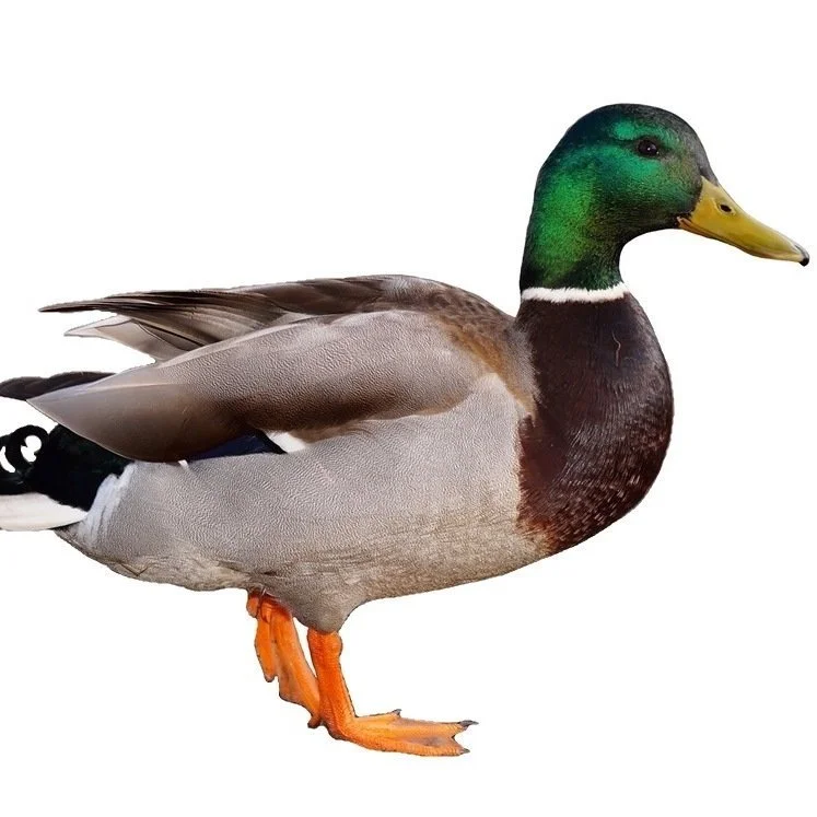 What if I wanted to be a duck?