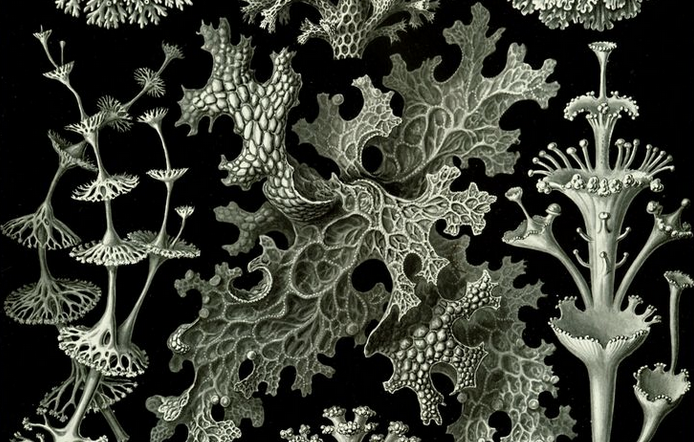 Lichenisation in a Cloister of Gold