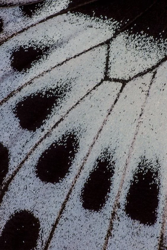 fungus gnats and female masculinity