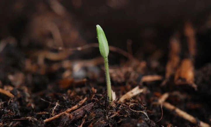 Germination