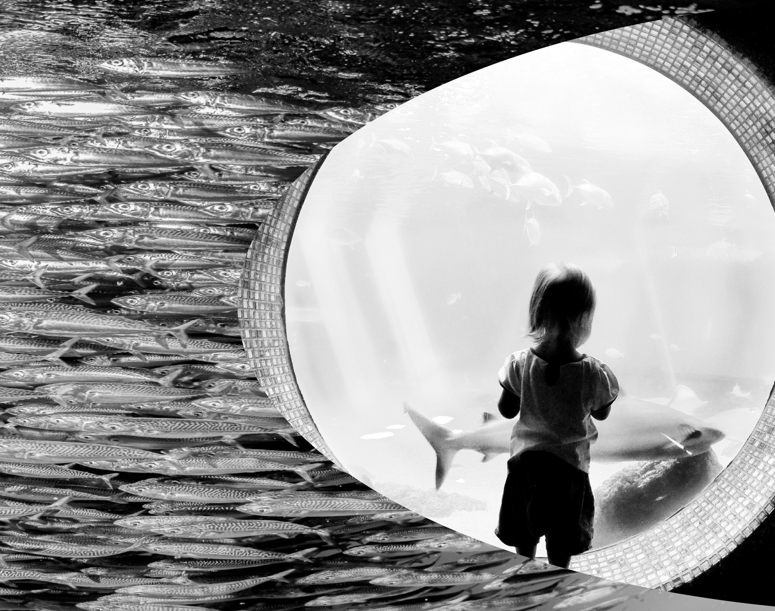 Have you seen the Bangkok aquarium?