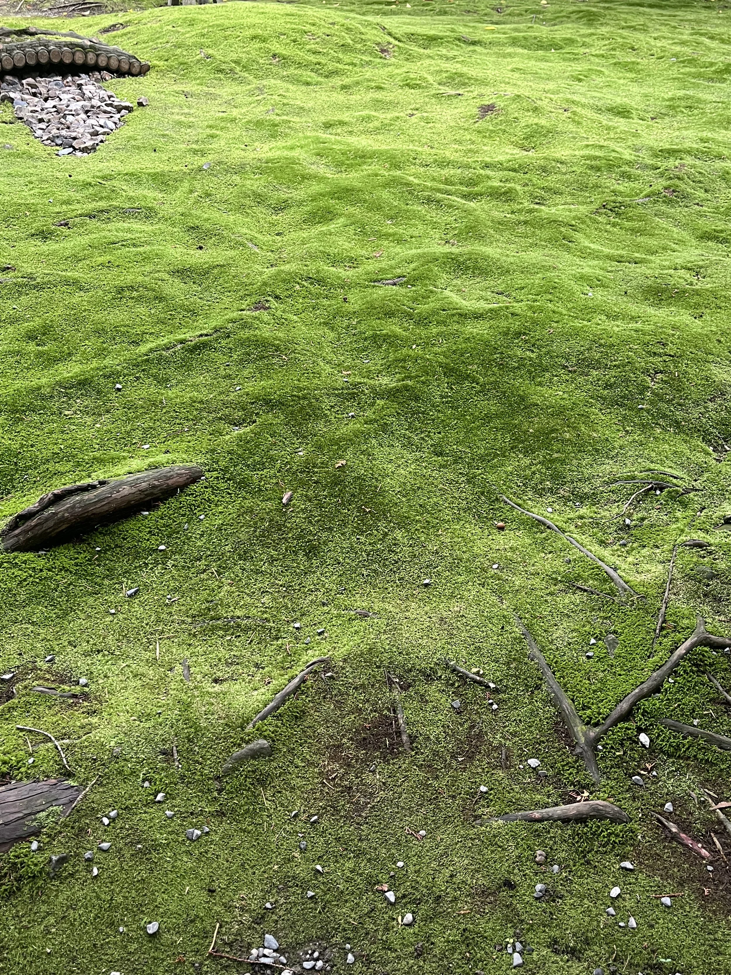 Diary of an (Ex) LimeBiker™