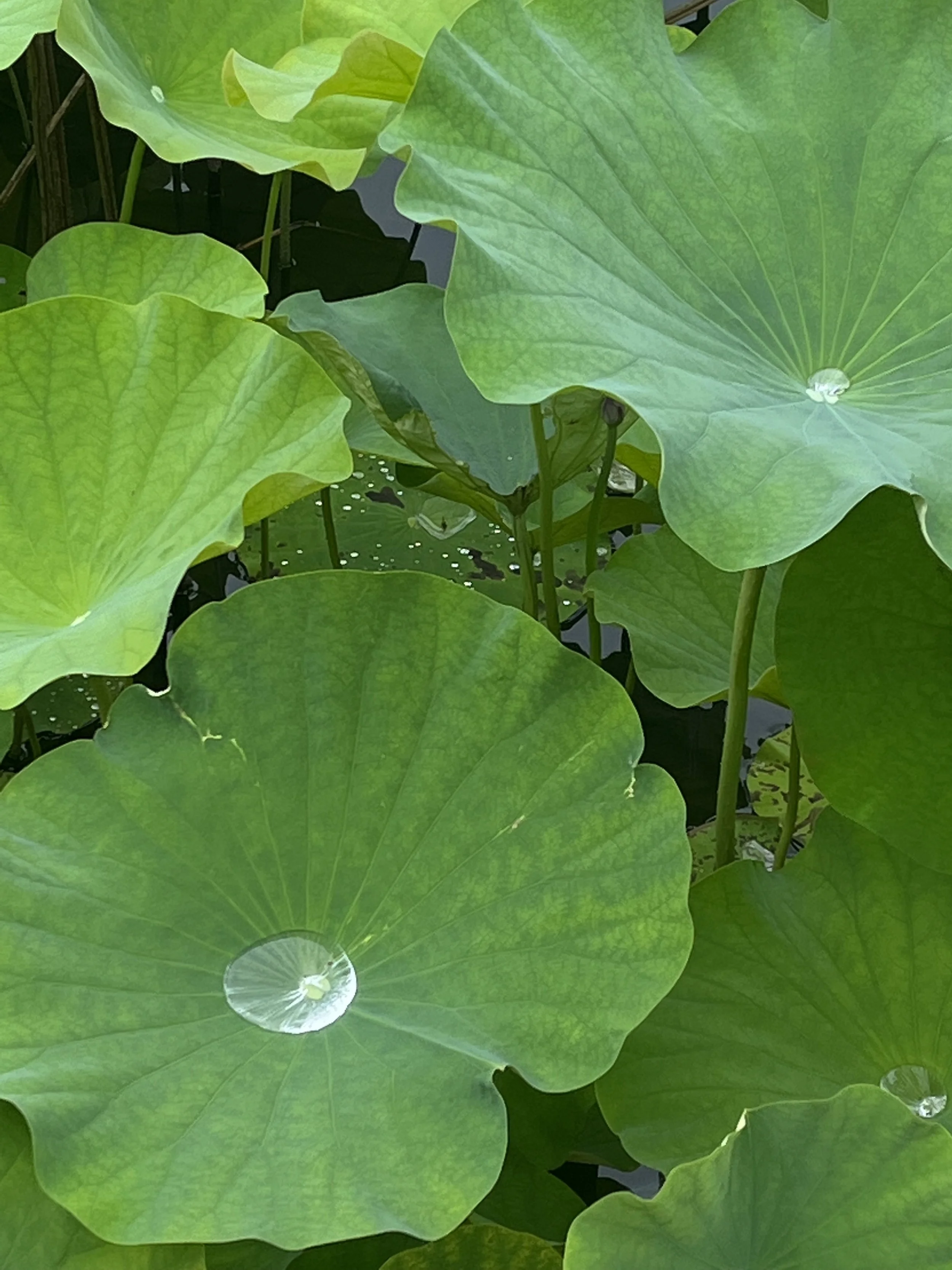 Berde Doesn't Mean Envy (But We Know It Anyway)