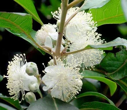 flower.jpg
