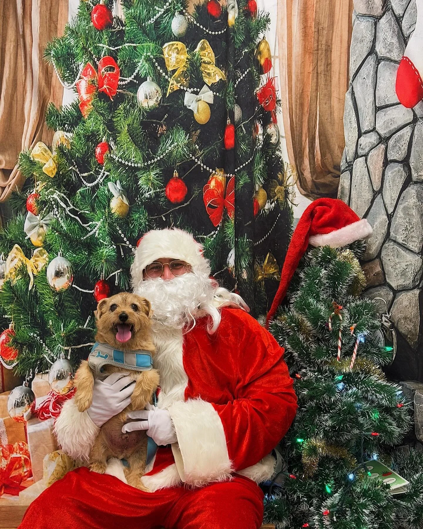 Happy Holidays, from Alfie. 🐾

#norfolkterriersofinstagram #norfolkterrier #dogsofinstagram #dogstagram