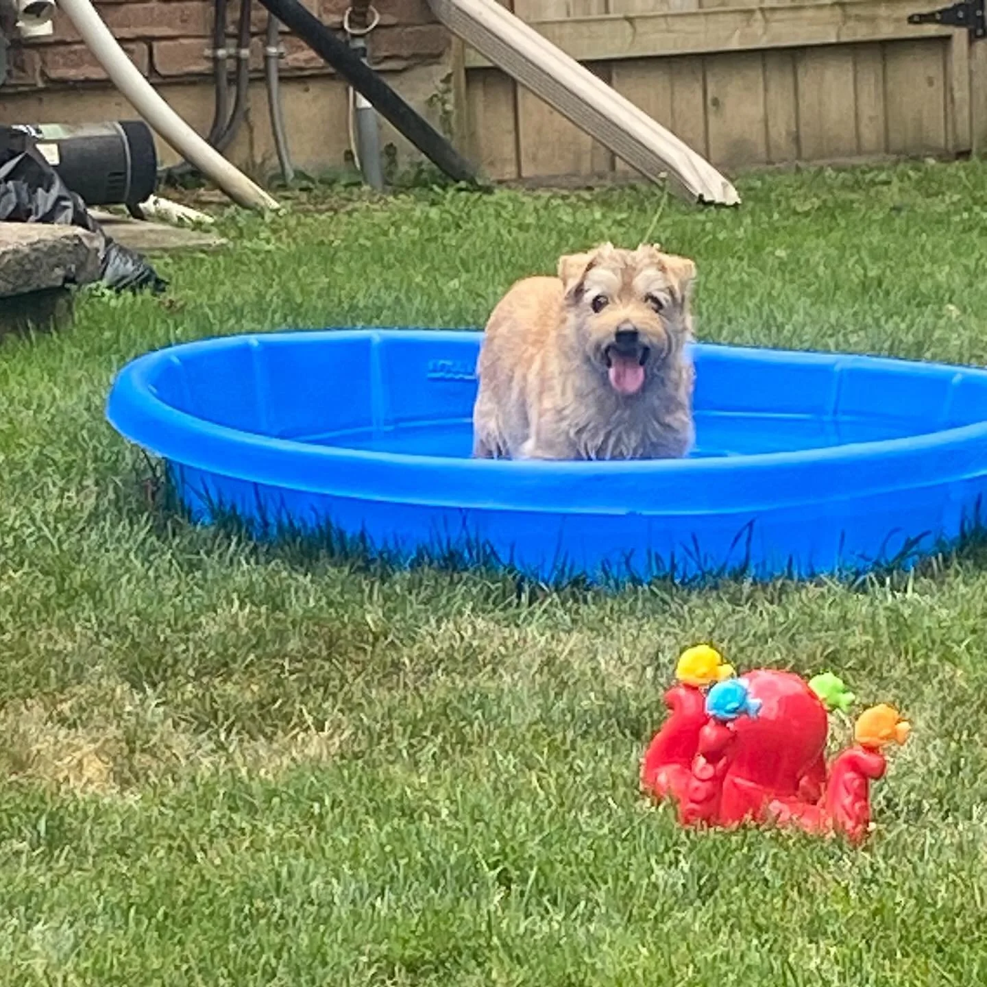 Mr. Alfonzo on a hot summer day. 

#norfolkterriersofinstagram #norfolkterrier #dogsofinstagram #dogsofinstagramworld