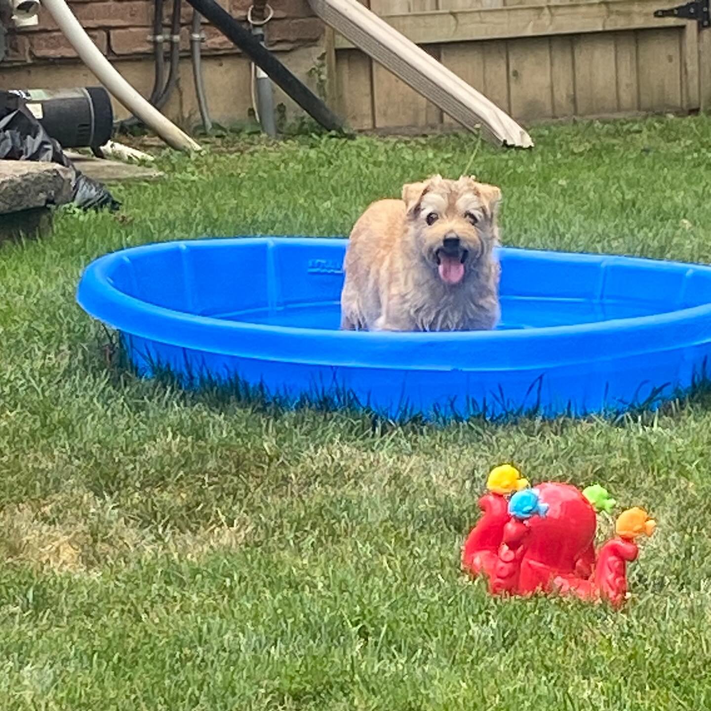 Mr. Alfonzo on a hot summer day. 

#norfolkterriersofinstagram #norfolkterrier #dogsofinstagram #dogsofinstagramworld