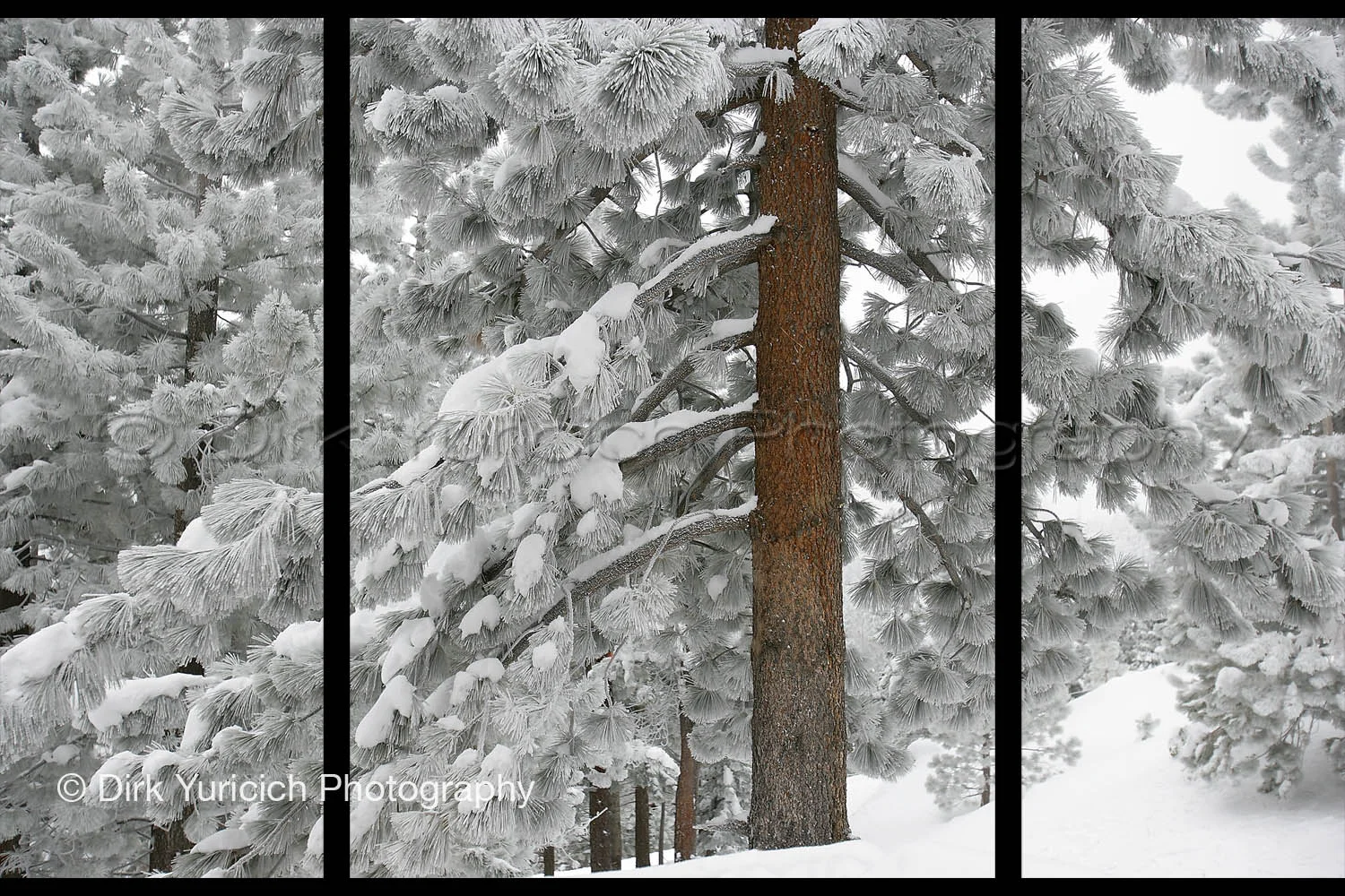 snow-tree-pogonip-triptych-offset.jpg