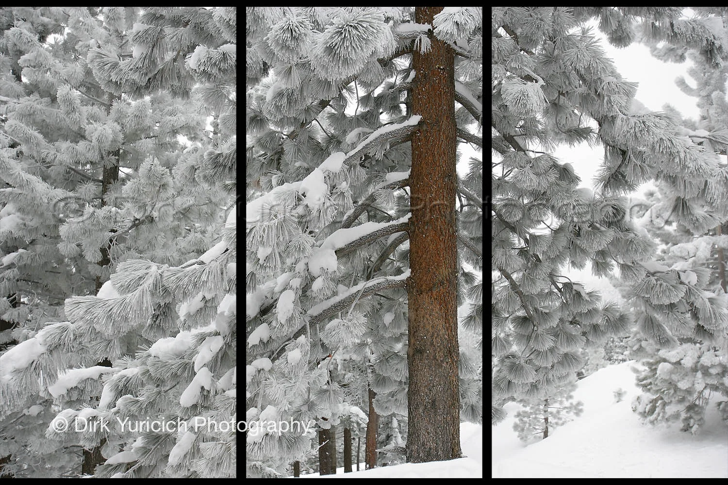 snow-tree-pogonip-triptych-even.jpg